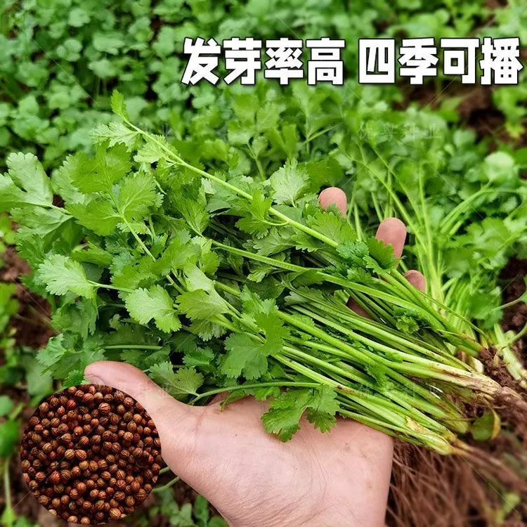 四季香菜种子大叶芫荽阳台室内花卉盆栽庭院香菜籽菜种子蔬菜种籽