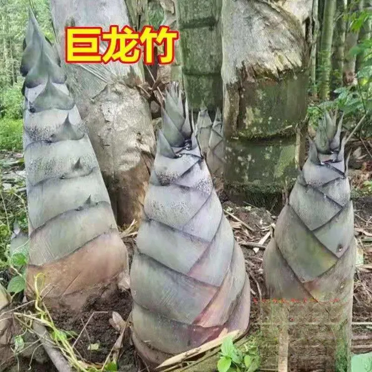 大型楠竹苗种子易种巨龙竹竹苗可食用竹笋苗庭院种植四季长青毛竹