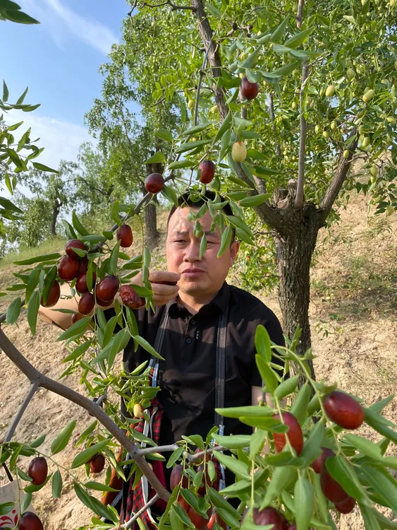 中国红枣之乡陕北清涧县黄河滩枣木枣蒸煮烤