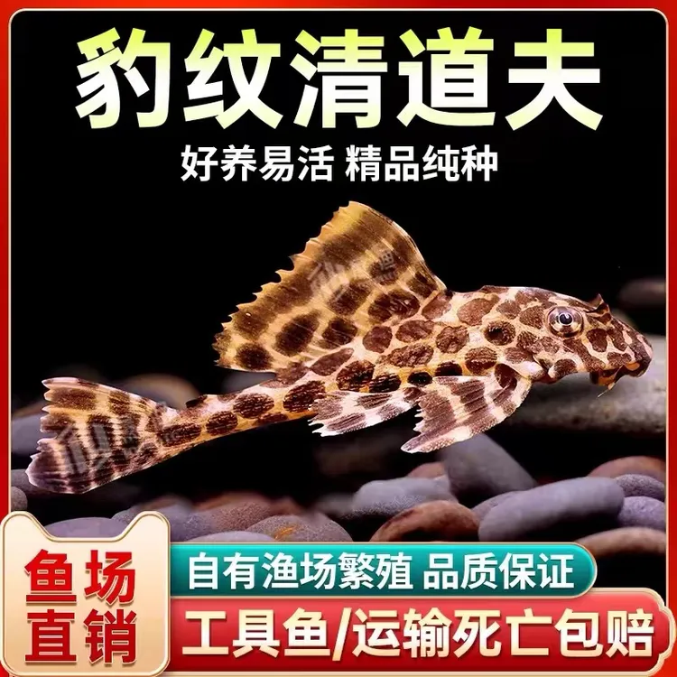 清道夫热带鱼观赏工具鱼黑色清道夫异形清洁活体