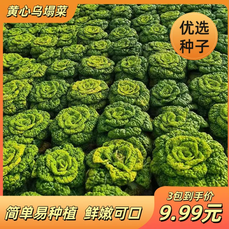 黄心乌菜黄心菜新鲜乌塌菜四季白菜冬天青菜蔬菜孑黑菜秋冬季商品图