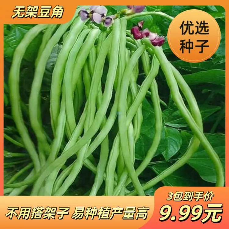 【无架豆角种子】无需搭架蔬菜种籽四季播种长豇豆长豆角阳台露地