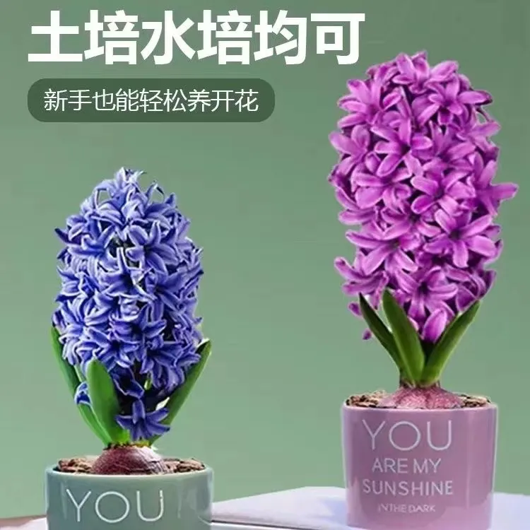 风信子种球水培套装紫色彩色马蹄莲水培花卉百合花郁金香花卉盆栽