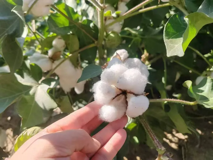 农家自产带籽棉花未加工婚庆生子家用新疆棉花