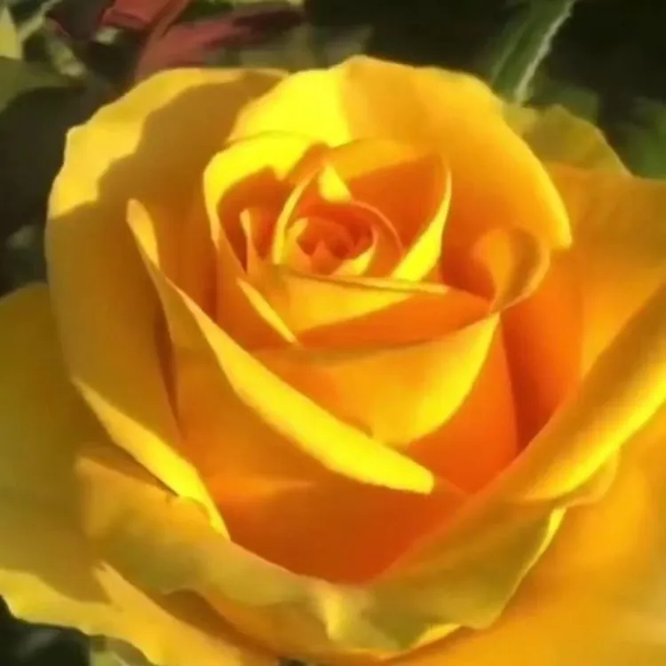 苏格兰黄油  玫瑰花月季花苗特大切花盆栽四季灌木庭院阳台