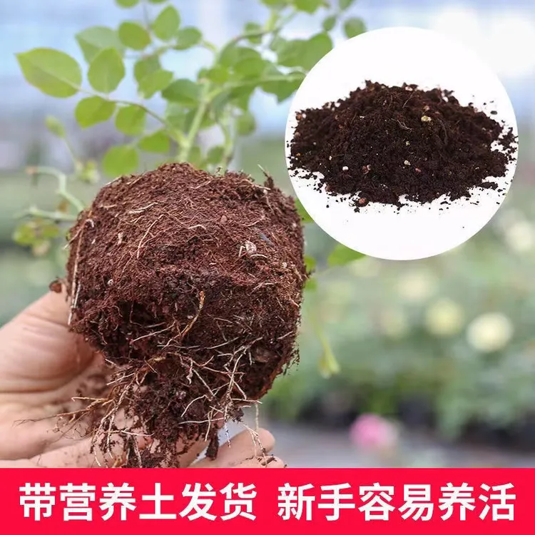 灌木月季扦插小苗【3棵包邮】四季开花盆栽阳台庭院好养大花浓香