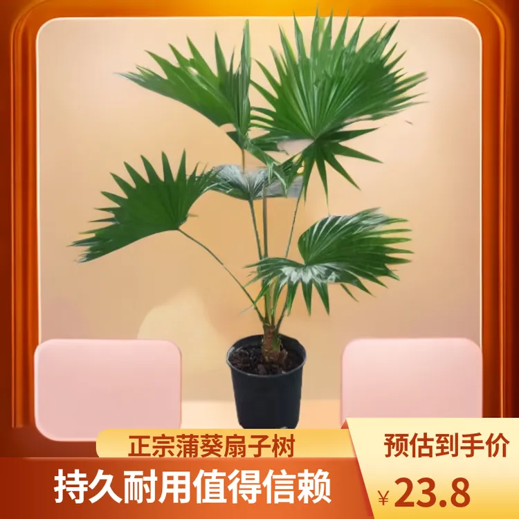 大叶绿植蒲葵扇子树室内外摆放净化空气盆栽