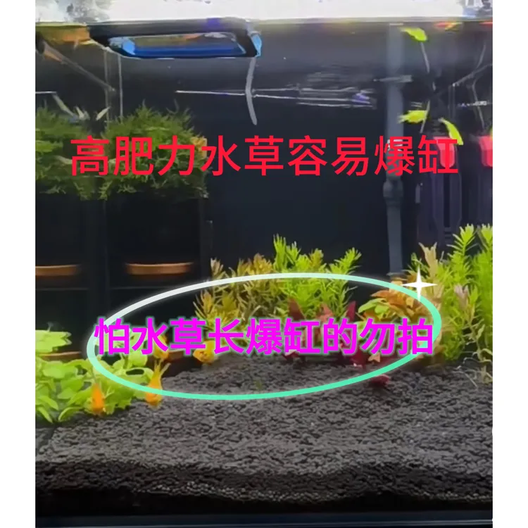 真水草泥不是陶粒沙高肥力鱼缸造景水草肥
