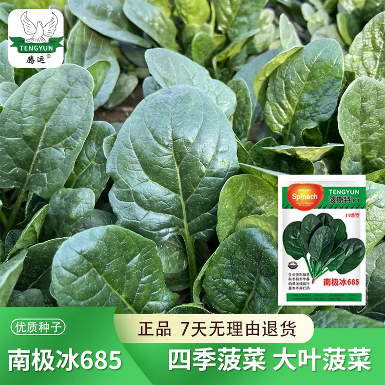 南极冰菠菜种子耐寒红根菠菜种子春秋冬蔬菜籽种子四季蔬菜种子