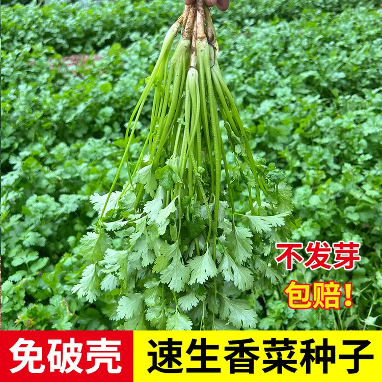 香菜种子四季老品种免破壳秋季耐寒热香菜籽厂家菜种大全蔬菜种子