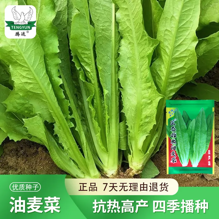 油麦菜种子 耐热四季无斑蔬菜种子大全青菜种籽阳台菜籽盆栽籽种