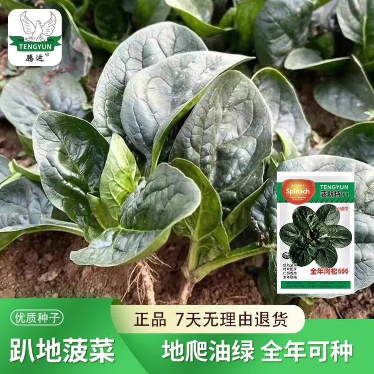 趴地菠菜种子耐寒耐热红根大叶肉越冬菠菜种塌地菠菜蔬菜源头厂家