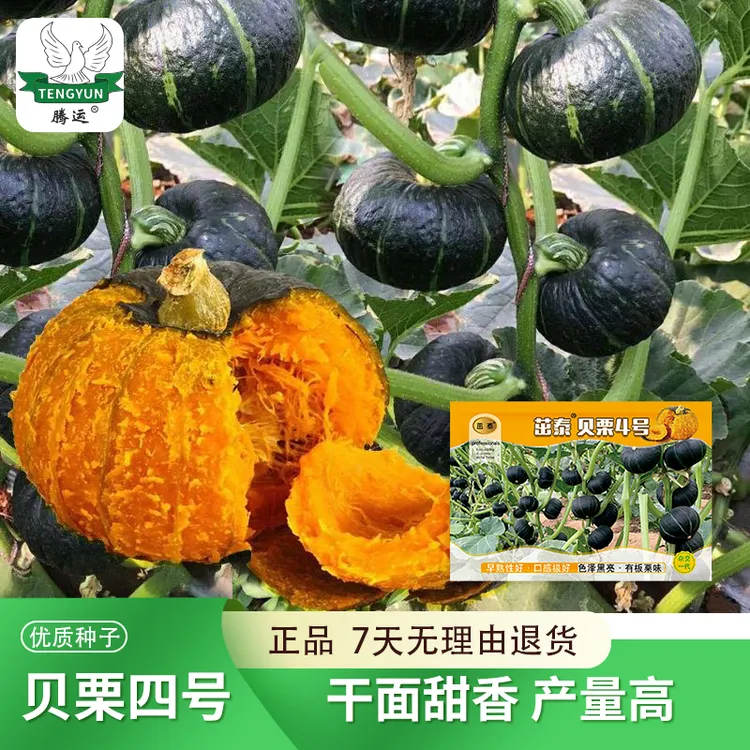 tengyun/腾运贝贝南瓜种子板栗味早熟口感香甜南瓜籽厂家阳台花盆