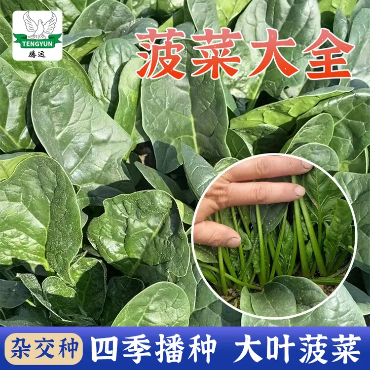 【菠菜大包装】耐寒红根大叶肉越冬抗病菠菜种子春秋冬蔬菜种子四季