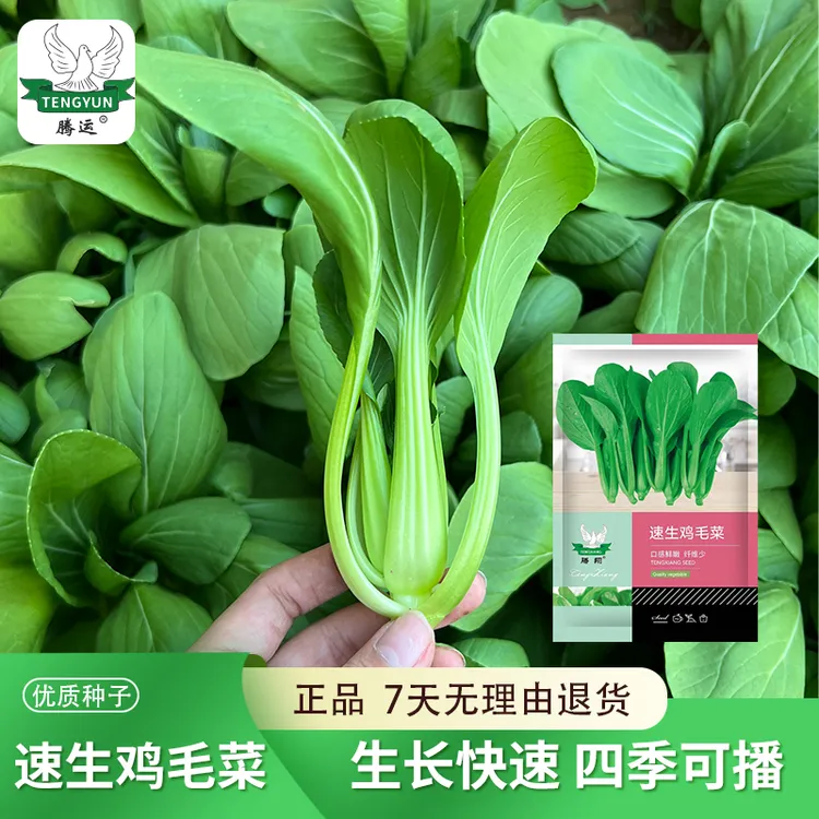 速生鸡毛菜四季小白菜耐热耐湿青菜小油菜上海青厂家蔬菜种子菜籽