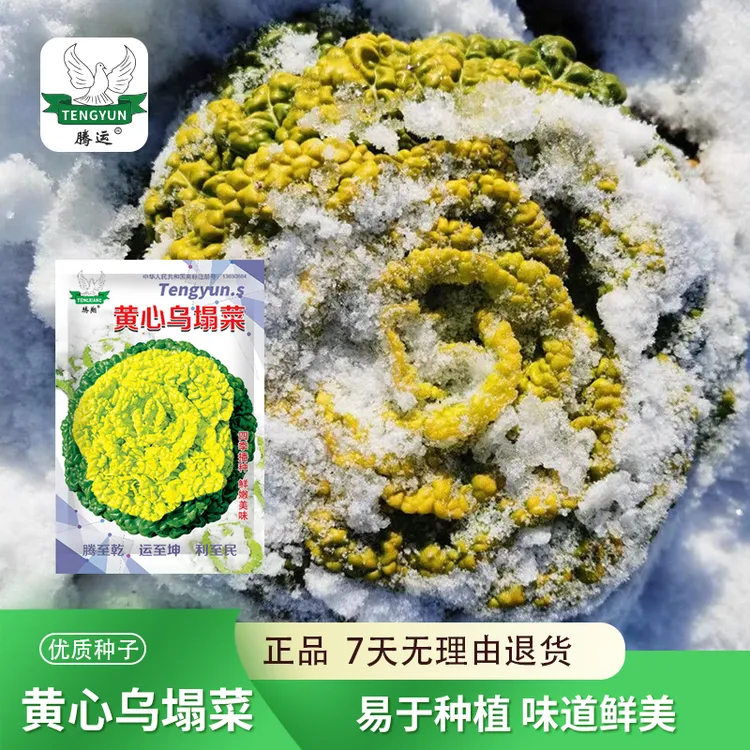 乌塌菜黑菜种子耐寒黄心乌塌菜籽菊花心乌塔菜春秋冬青菜蔬菜种孑