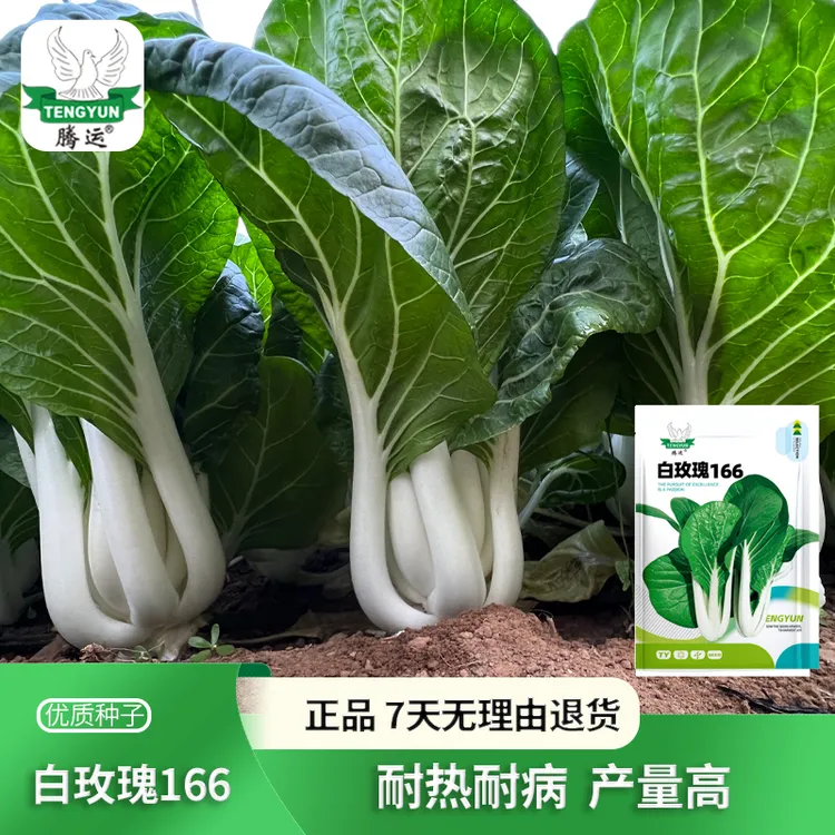 黑叶白菜种子白帮油菜青菜籽四季播叶菜小白菜春秋季蔬菜种孑大田