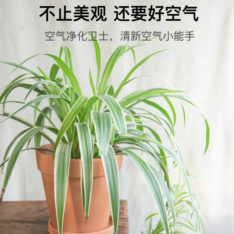 空气净化除甲除臭盆栽懒人金叶金边吊兰花植物绿植常绿清水培庭院