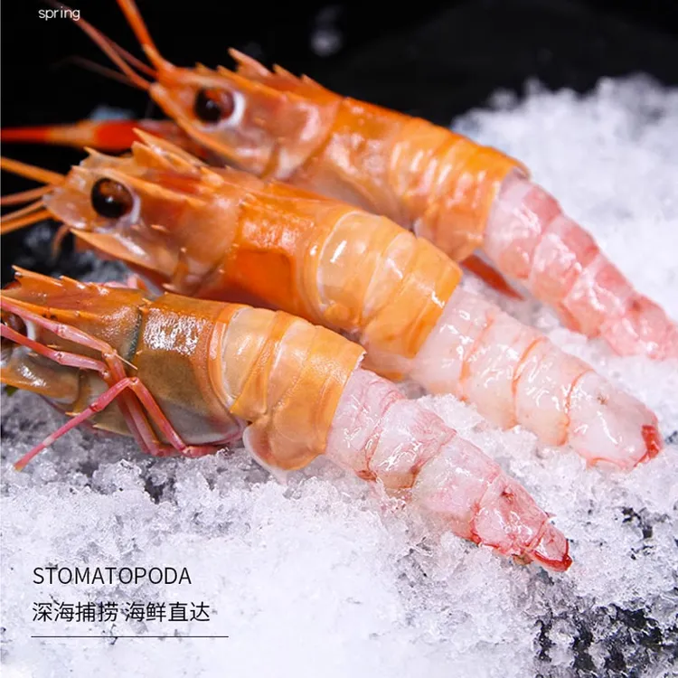 海未叶子海鳌虾日料刺身海捕野生超大鳌虾码头新鲜冷冻所鲜