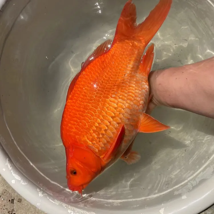 荷包鲤荷包锦鲤红鲤鱼