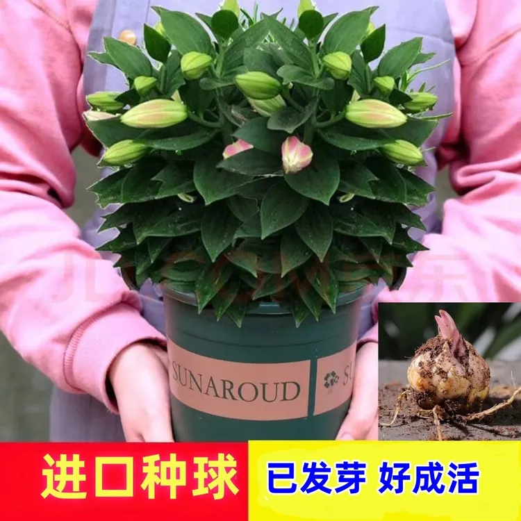 进口多头香水百合花种球耐寒四季种植室内外浇水花卉盆栽紫红色