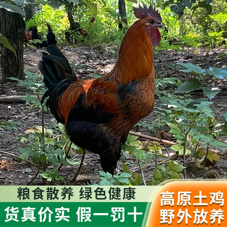 正宗农家纯粮林下散养岩鹰鸡土鸡老母鸡老公鸡高山高脚新鲜土鸡肉