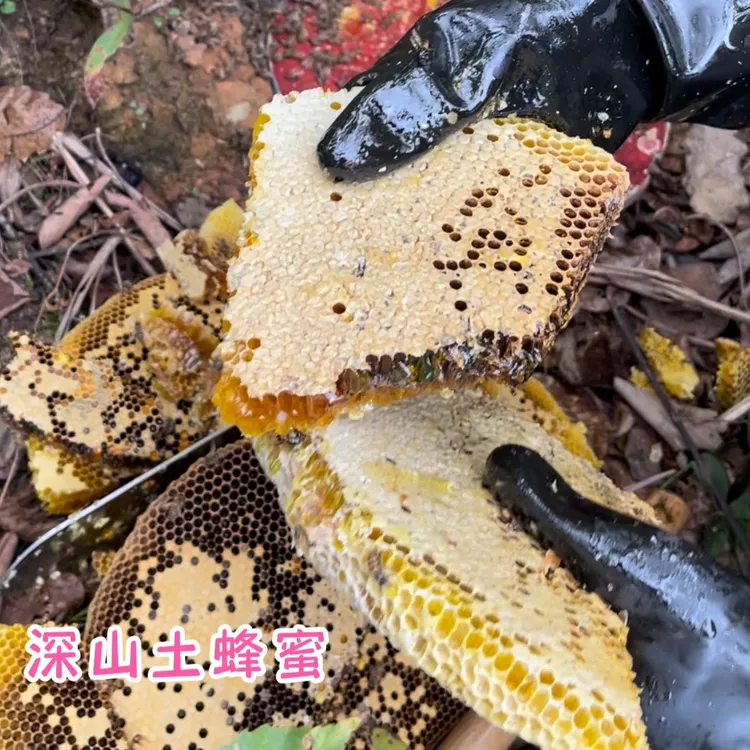 阿菊 高山土蜂蜜 百花蜜 冬季一年割一次 湘西特产 净重500g
