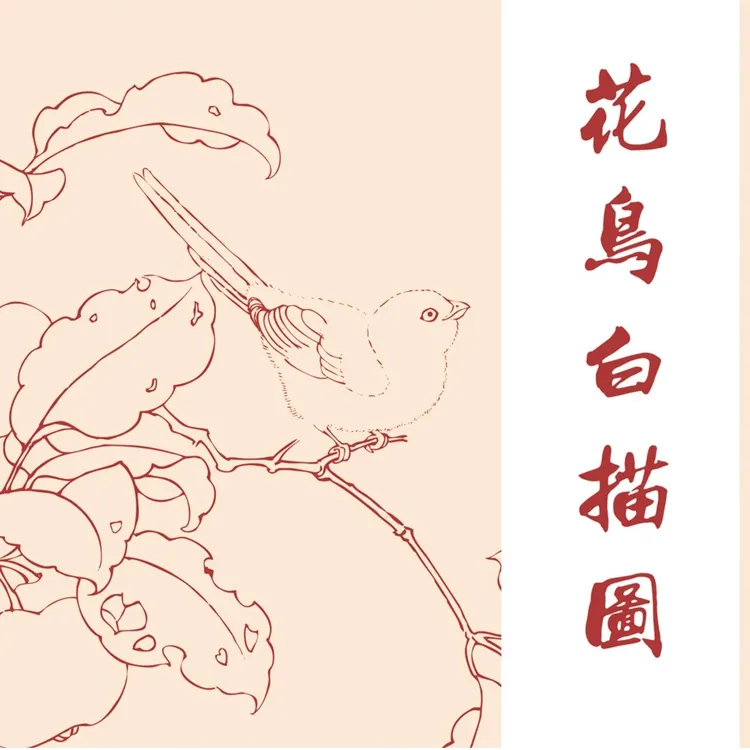 花鸟勾线图  彩色勾线  白描线稿  中国画白描