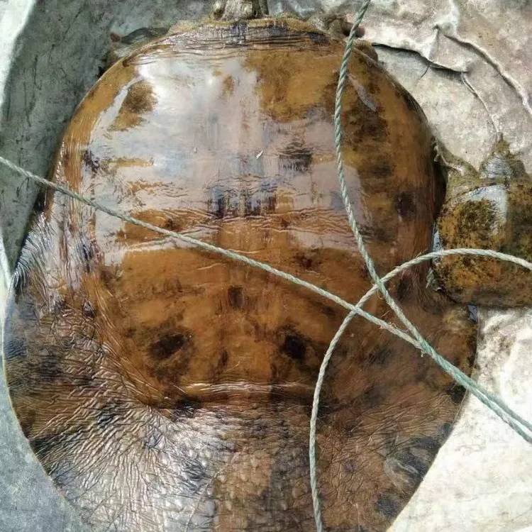 湖南深水中华甲鱼一只