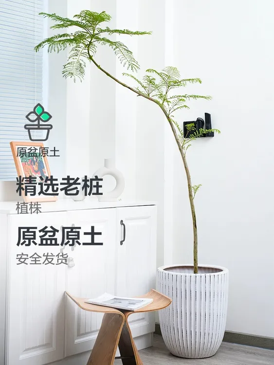 蓝花楹大型绿植室内网红造景观叶盆栽植物落地装饰客厅庭院花园