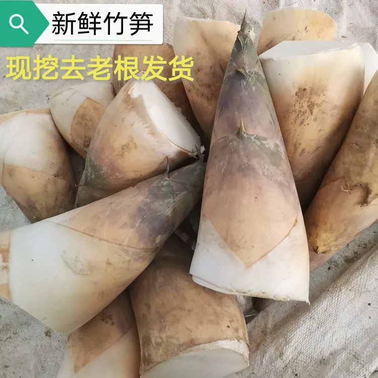 潮汕埔田竹笋新鲜现挖带壳甜笋鲜笋鲜竹笋新鲜嫩笋尖潮汕麻竹笋