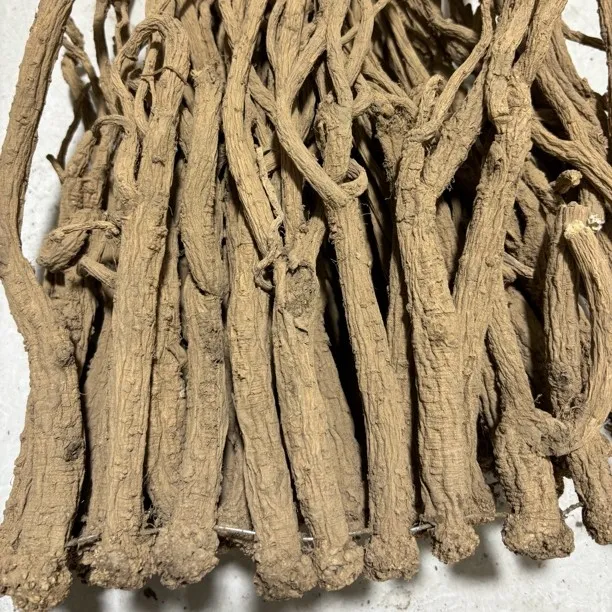 【岷县老党参特大条】大山野外生长老党参原条特大条