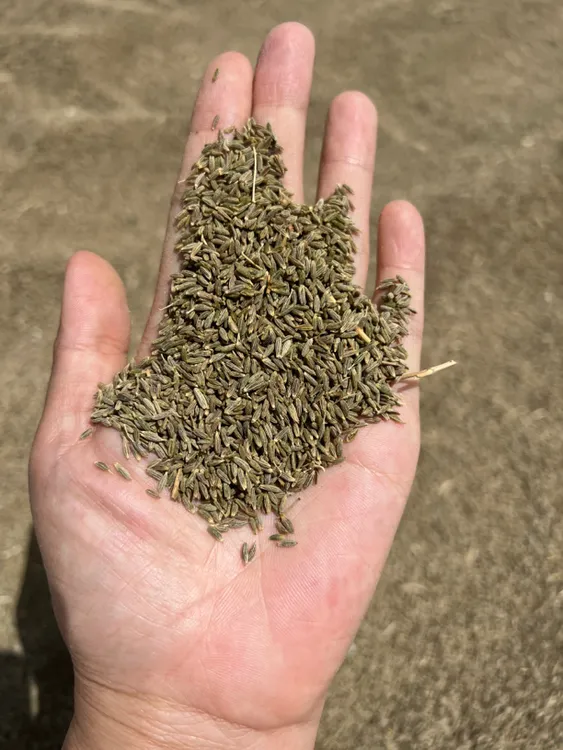 新疆农家小院自种 烹饪调料 颗粒孜然