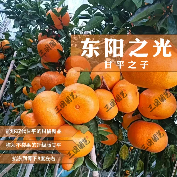 【东洋之光】东阳之光柑橘苗新品特大果不易裂庭院种植果树苗裸根苗商品图