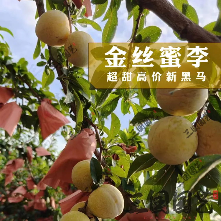 金丝蜜李果树苗容器苗-耀眼金丝超甜多汁口感好果肉细嫩