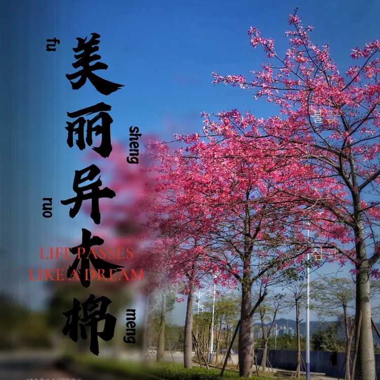 美丽异木棉树苗 美人树行道树庭院绿化树粉色花观景花木带土