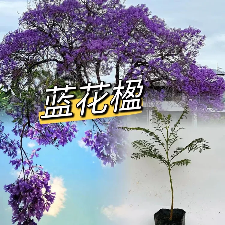 正宗名贵蓝花楹树苗小苗大树蓝楹蓝雾树庭院别墅室内外植物黄花