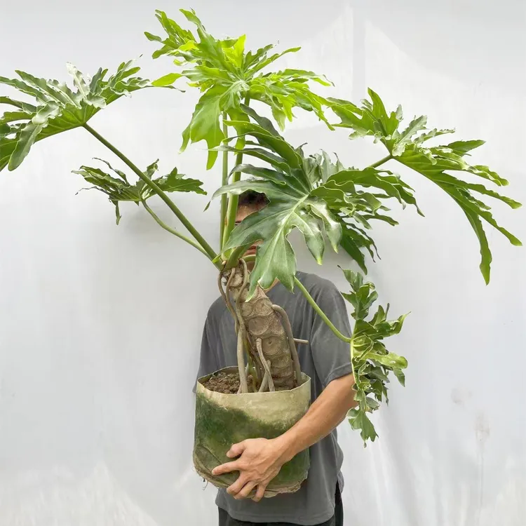 龙鳞春羽盆栽 大叶龙鳞春羽ins网红绿植北欧风简约风室内大型绿植