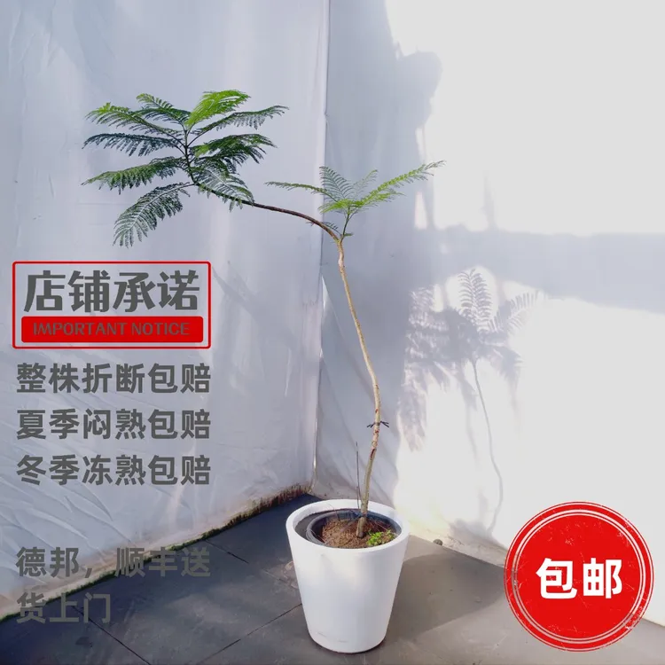 造型蓝花楹绿植盆栽 ins风网红植物 大型室内绿植吸甲醛净化空气