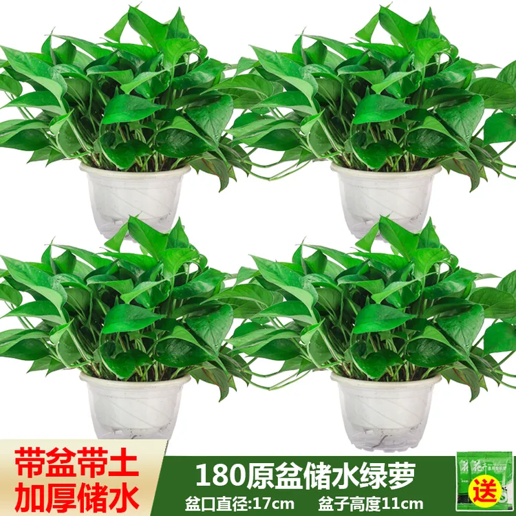思兰绿萝盆栽室内植物花卉吊兰绿植盆景长藤垂吊大叶绿箩吸除甲醛