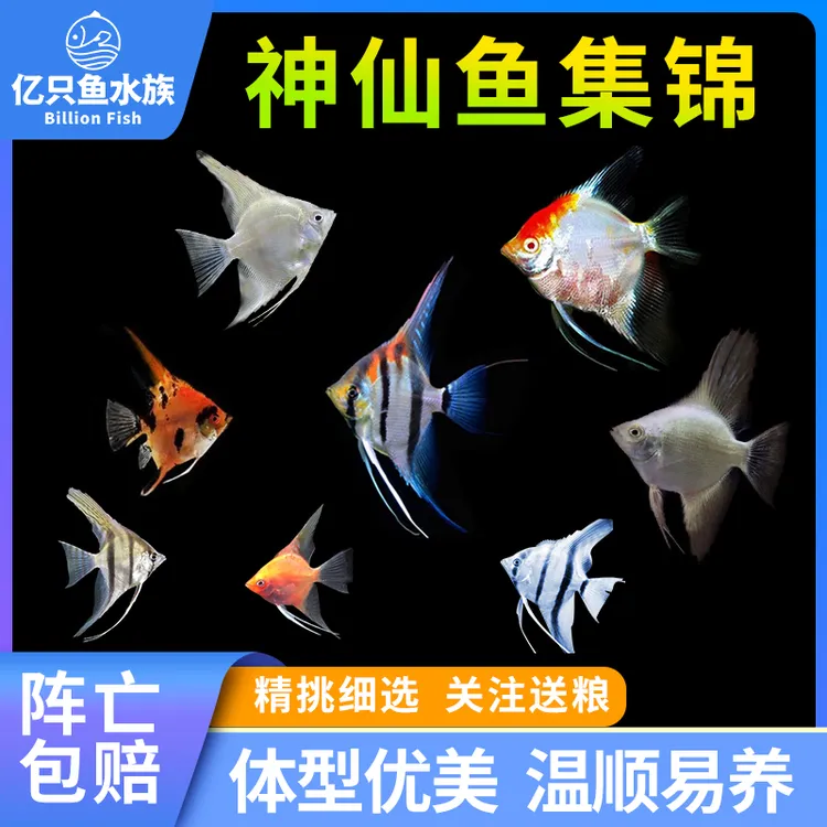 神仙鱼集合燕鱼秘鲁伊莎贝尔燕鱼蓝魔鬼热带鱼活体超萌好物