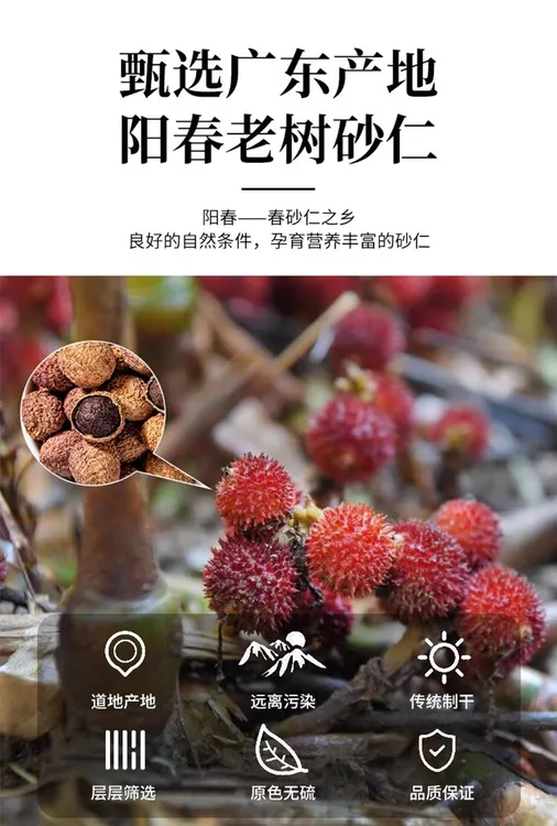 【当季新品】砂仁中草药正宗阳春春砂仁野生砂仁养胃中药香料纯特产