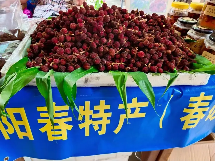 阳春春砂仁黄苗仔新鲜嫩果.阳春土特产