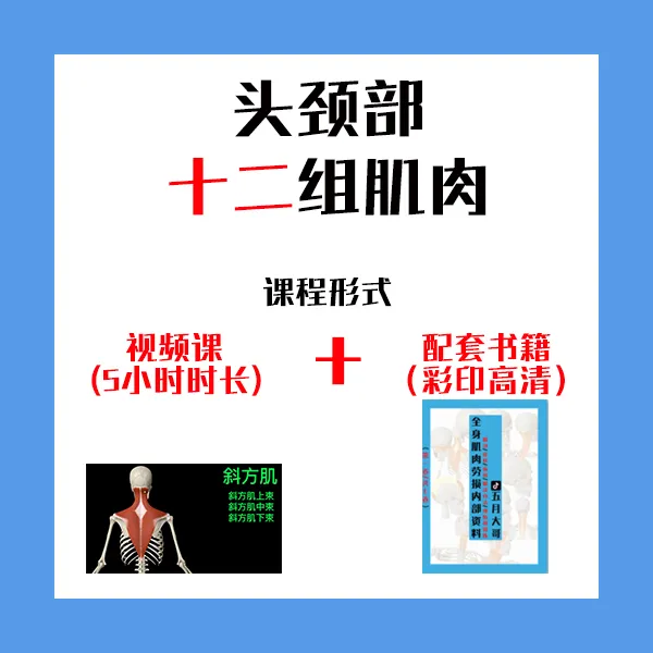 头颈部12组肌群详解（视频课送内部资料）锻炼放松应用