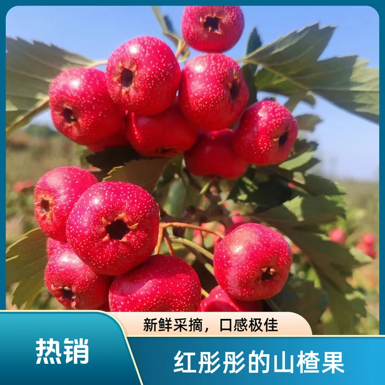 新鲜山楂鲜果山里红山西绛县2024鲜山楂果糖葫芦材料