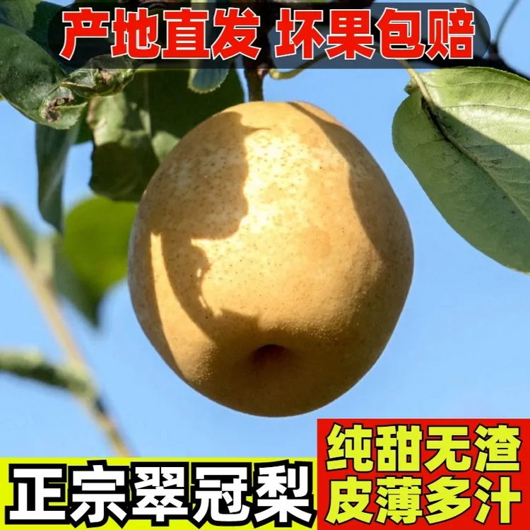正宗文明水晶梨爆汁水果脆甜无渣农家自种3斤/5斤包邮。