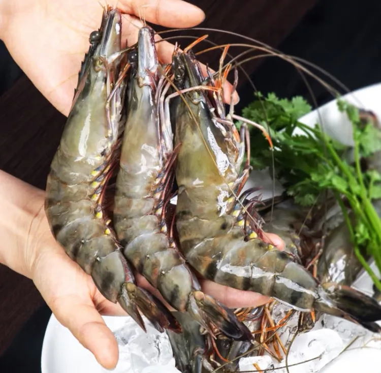 大号活冻黑虎虾21-25只/公斤新疆包邮