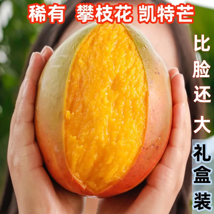 新鲜现摘芒果水果现发