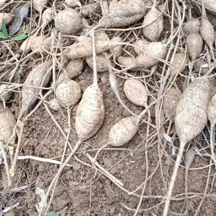 牛大力切片 精选大片牛大力干货整根切片根片甘草金钟根茎品质