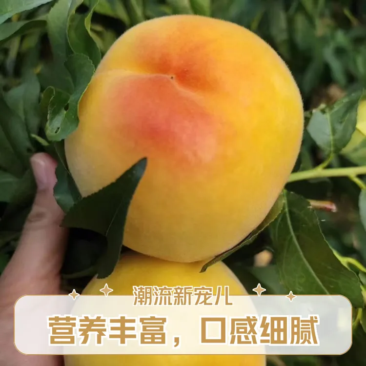 树界【锦绣黄桃黄金蜜黄桃】纯甜无酸原杯原土发货自花授粉结果